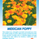 Mexican Poppy Packet.